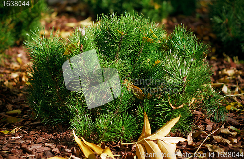 Image of shoots mountain spruce