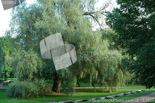 Image of Tree in park