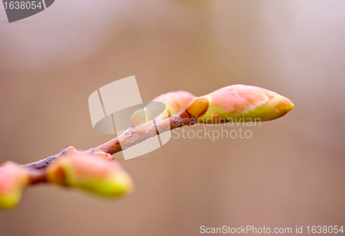 Image of Spring Bud