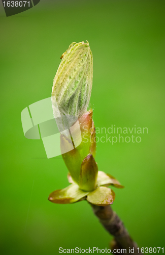 Image of Spring Bud