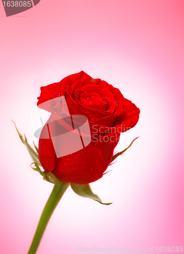 Image of Red Rose