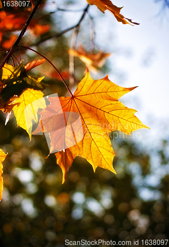 Image of autumn maple leaves