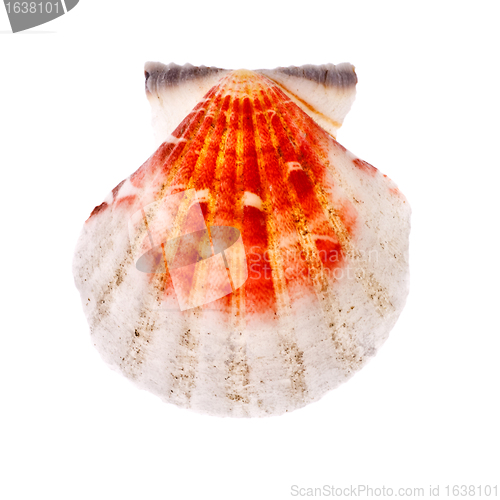 Image of Radial Seashell