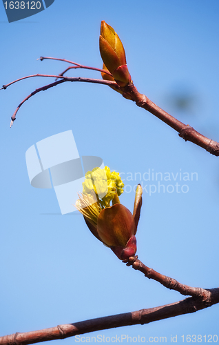 Image of Spring Bud