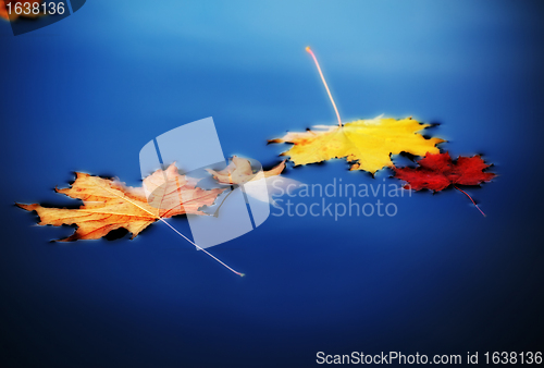 Image of autumn maple leaves on water