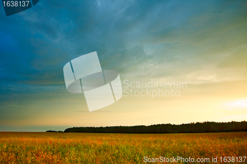 Image of Evening Summer Landscape