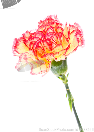 Image of Pink and Yellow Carnation