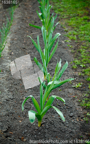 Image of Garlic Bed