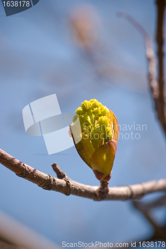 Image of Spring Bud