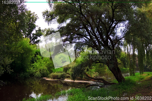 Image of calm river in forest