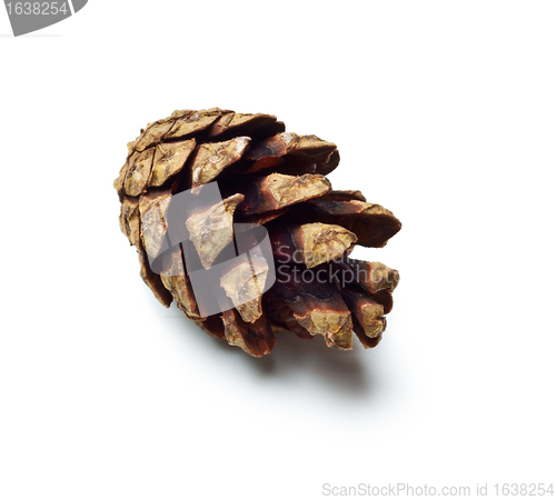 Image of pinecones