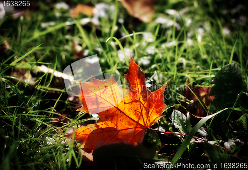 Image of autumn mapple leaf in grass