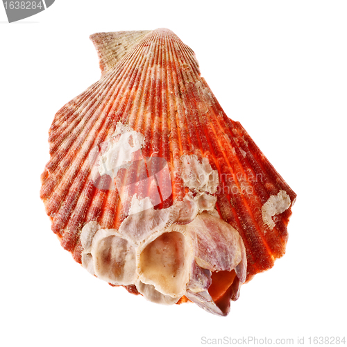 Image of Radial Seashell