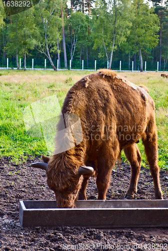 Image of Aurochs In Wildlife Sanctuary