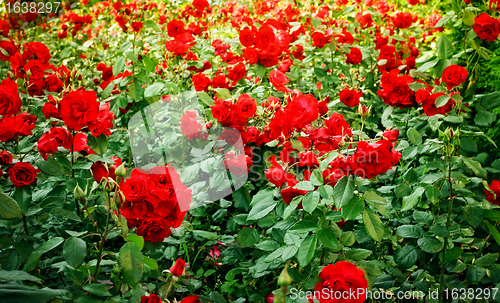 Image of roses flowerbed