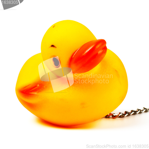 Image of toy duck for bath