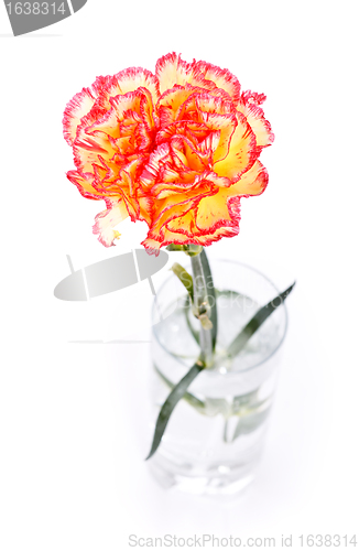 Image of Carnation in Glass