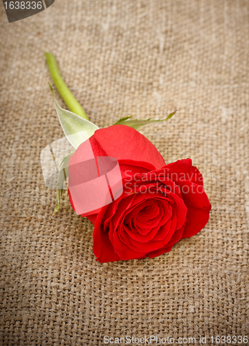 Image of Red Rose