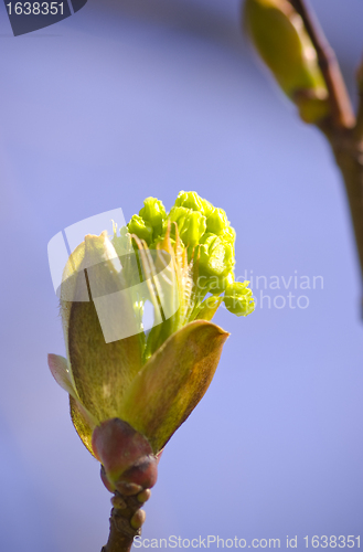 Image of Spring Bud