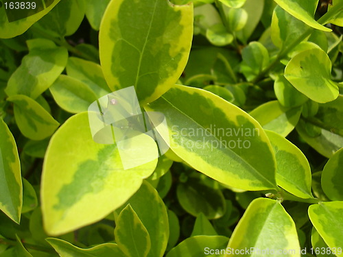 Image of shades of green