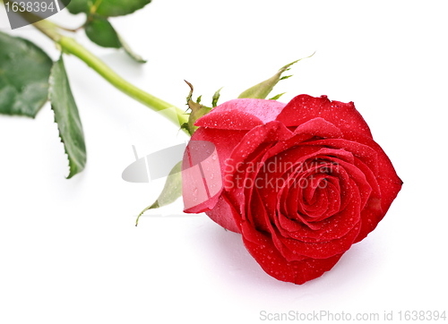 Image of Red Rose