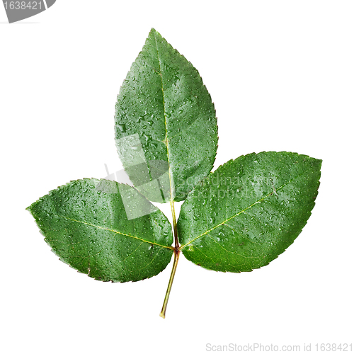 Image of Isolated Green Leaves