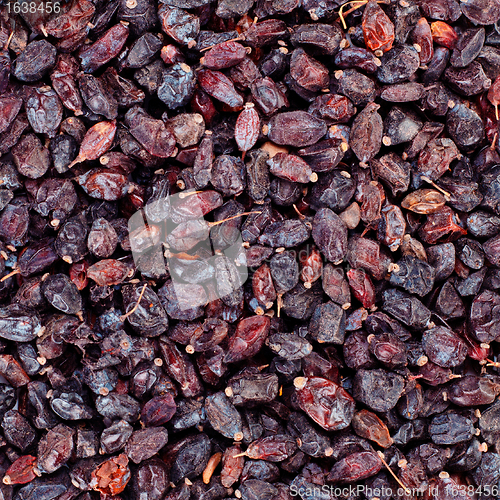 Image of black barberry