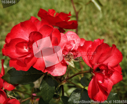 Image of roses flowerbed