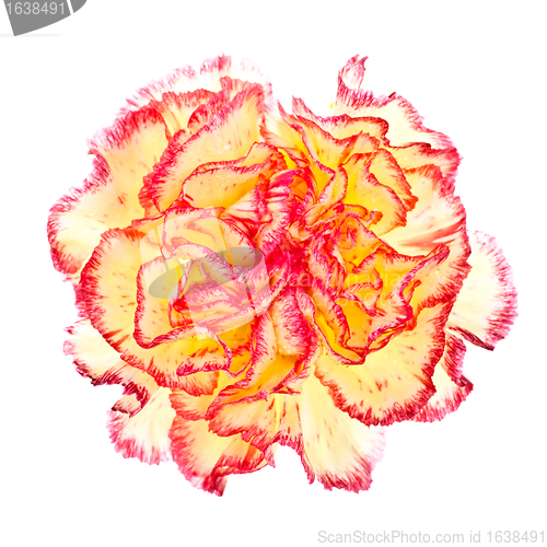 Image of Pink and Yellow Carnation