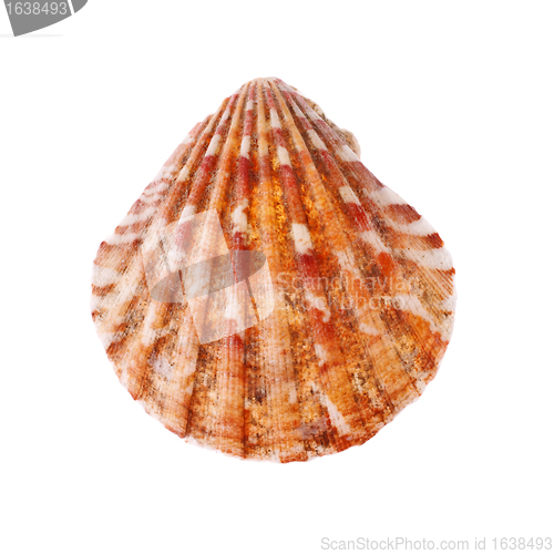 Image of Radial Seashell