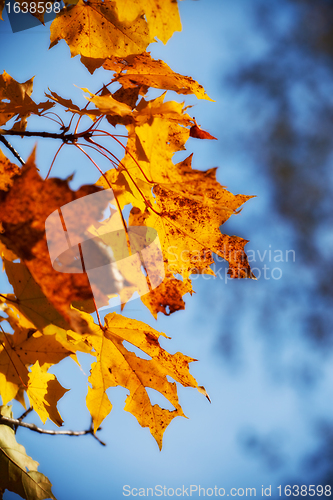 Image of autumn maple leaves