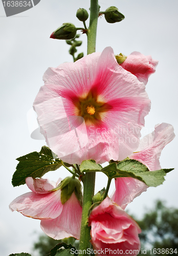 Image of mallow flowers