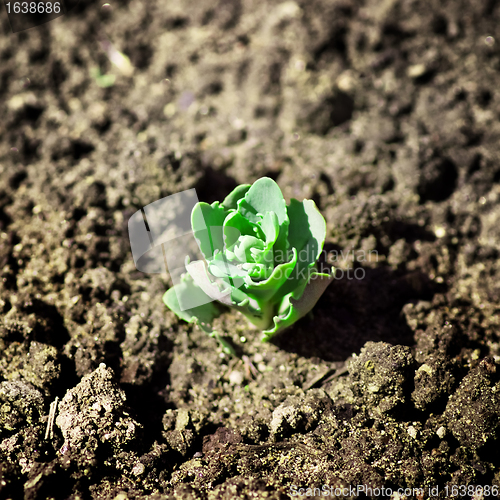 Image of Green Sprout