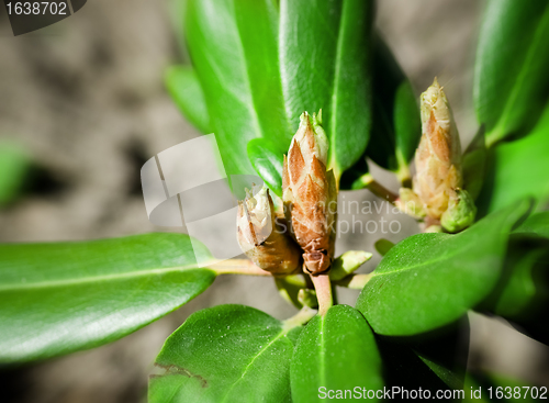 Image of Green Sprout