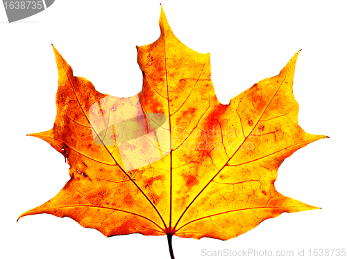 Image of maple leaf 