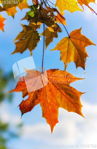 Image of autumn maple leaves