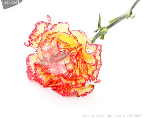 Image of Pink and Yellow Carnation