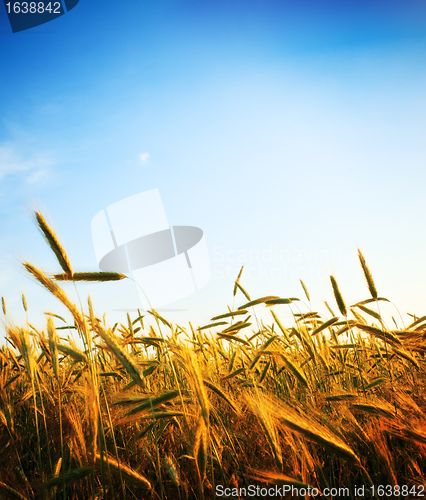 Image of wheat field