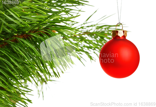 Image of red decoration ball on pine branch