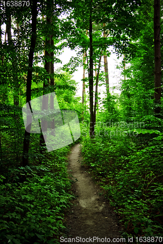 Image of Path In Forest