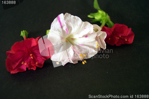 Image of flowers in darkness