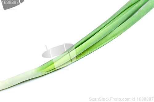 Image of Fresh Leek