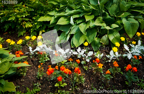 Image of beautiful flowerbed