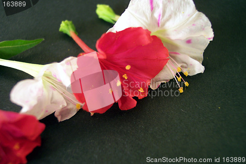 Image of red and white flowers