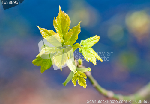 Image of Spring Branch