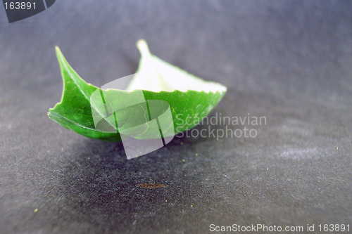 Image of lonely leaf