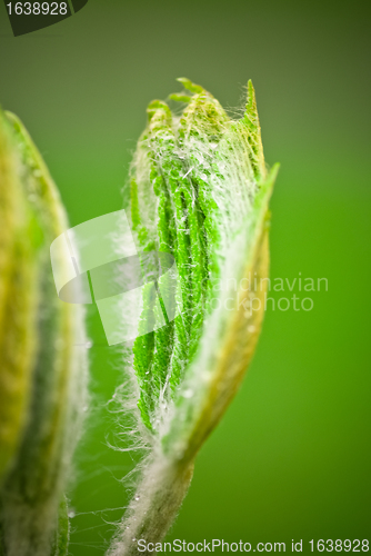 Image of Spring Bud