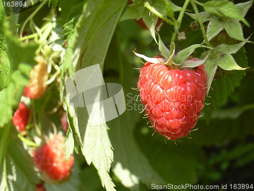 Image of raspberry