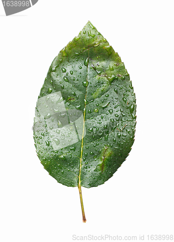 Image of Isolated Green Leaf
