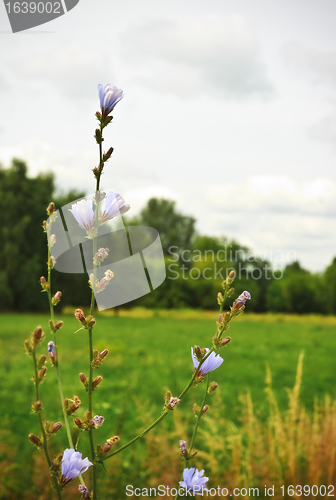 Image of blue flowers